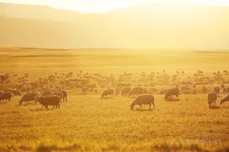 A flock of sheep grazing in a field