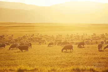 A flock of sheep grazing in a field