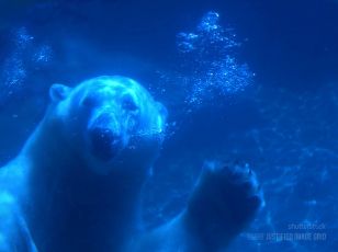 Underwater polar bear says hi