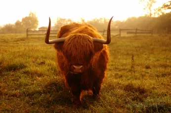 Highland cattle
