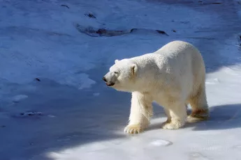 Polar bear roars