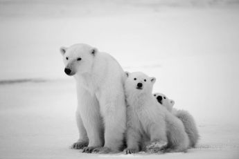 Polar bear mom