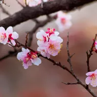 Sakura cherry blossom