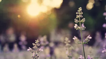 A field of lavender flowers