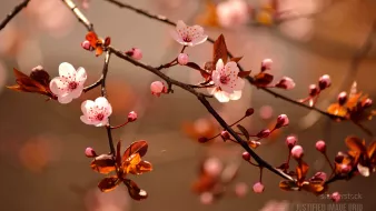 Beautiful flowering cherry