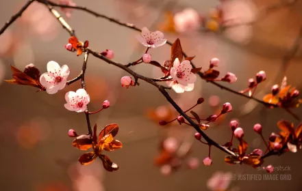 Beautiful flowering cherry