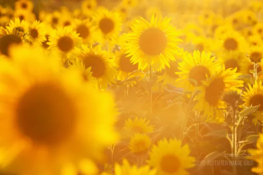 Very sunny