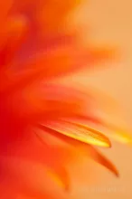 Orange red daisy