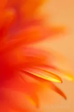 Orange red daisy