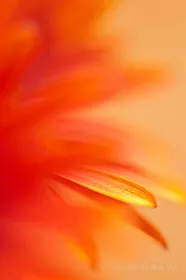 Orange red daisy