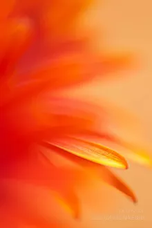 Orange red daisy