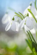 Snowdrops on the field