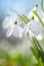 Snowdrops on the field