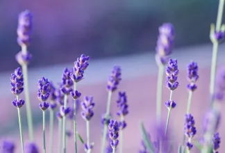 Lavender field