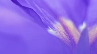Abstract of purple primula