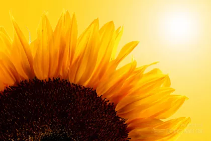 Close-up of sunflower