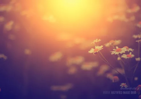 Beautiful wild flower