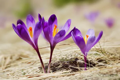 Crocuses, the first flowers