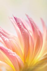 Close-up of dahlia flower