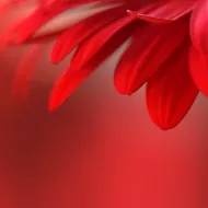 Red petals