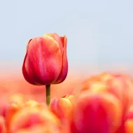 Pink tulip
