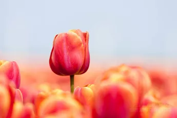 Pink tulip