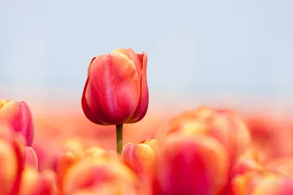 Pink tulip