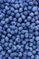 Freshly picked blueberries