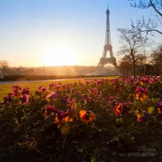 Flowers in sunrise