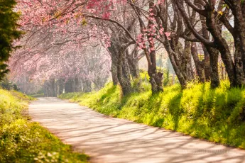 Beautiful cherry blossom