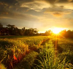 Sunset over rice field