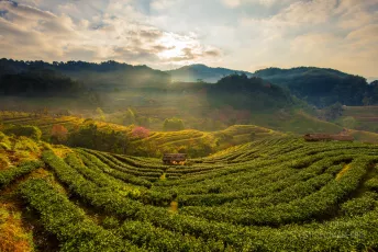 Tea plantations