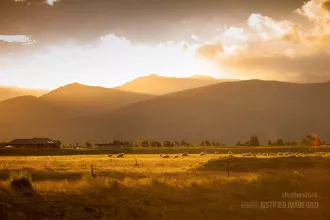 Flock of sheep at sunset