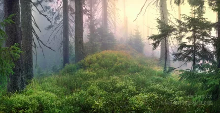 Wild Forests of the Carpathians