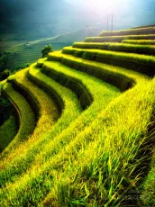 Terraced rice fields