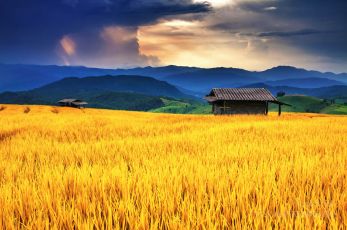 Golden rice field