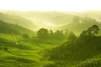 Tea plantation in morning view