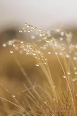 Fresh morning dew