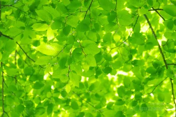 Green leaves