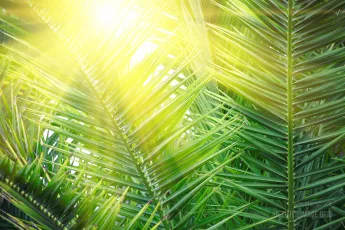 Sun over green palm leaves