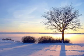 Winter sea sunset and tree in Finland