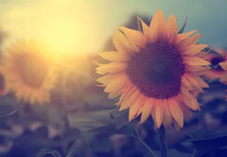 Alternative text: this WordPress field only supports normal text.