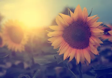 Alternative text: this WordPress field only supports normal text.