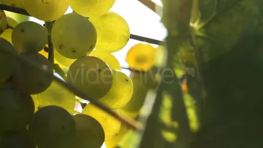 White wine grapes