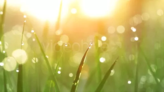 Dew drops on green grass