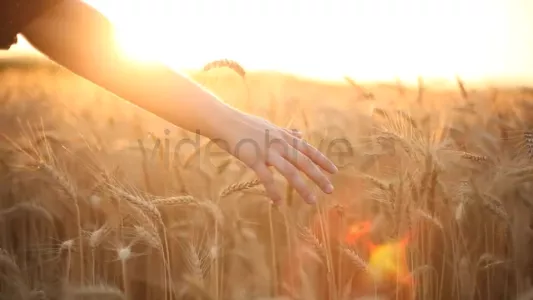 Hands on wheat field