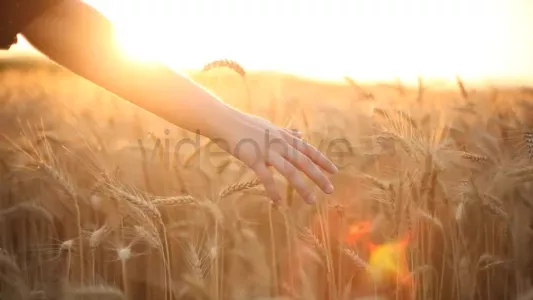  Hands on wheat field