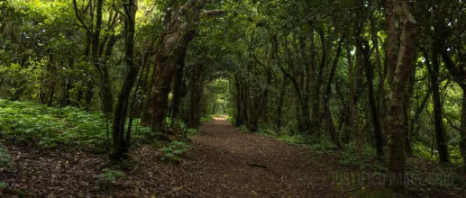 Tree tunnel