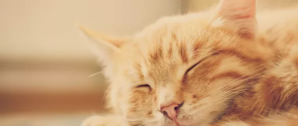 Video gallery support