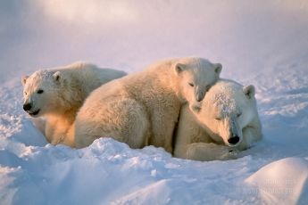 Polar bear cuddles
